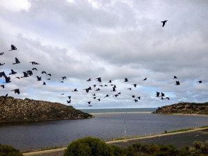 Carnabys flying over the estuary